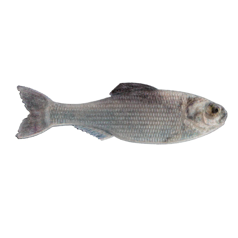 LiveShad_bc02f106-a3b9-448f-8c65-58cd9e70dc1d
