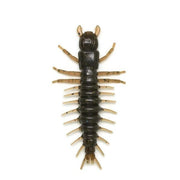 mudbug-800-600x600