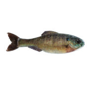 Panoram-LIVEBLUEGILL