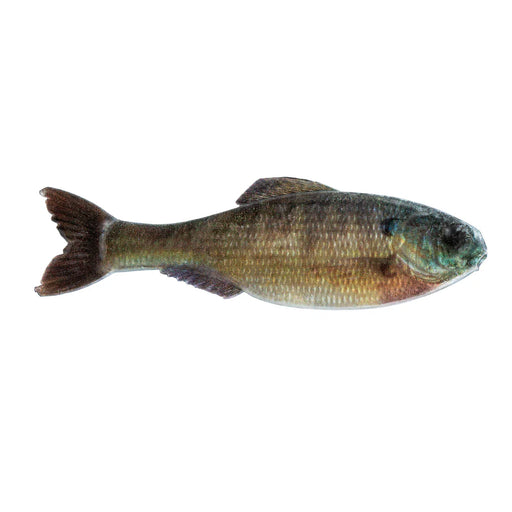 Panoram-LIVEBLUEGILL