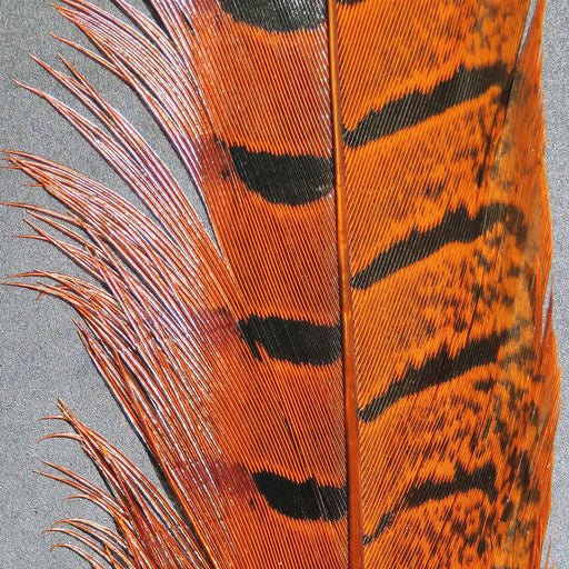 ph ornge