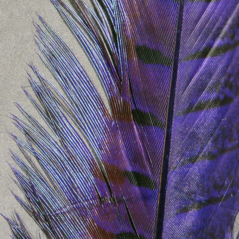 ph purple