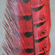ph red