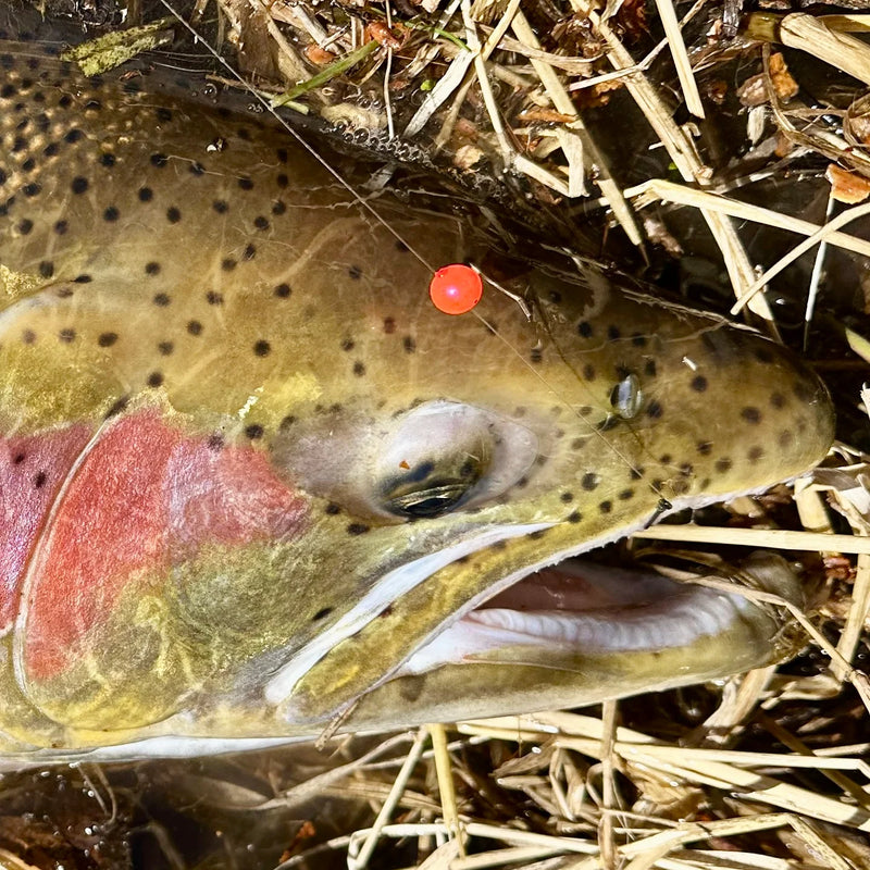 Blood Run Tail Out Hook