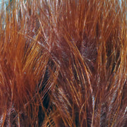 quills rusty
