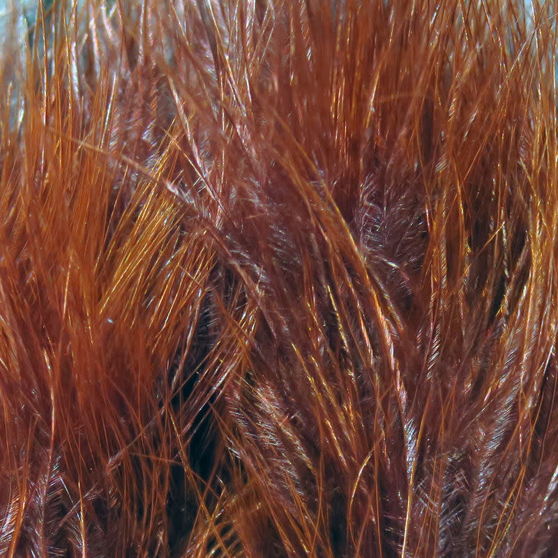quills rusty
