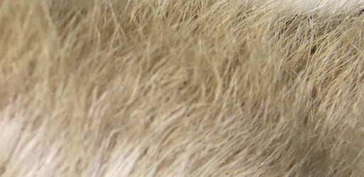 rabbit feet light dun