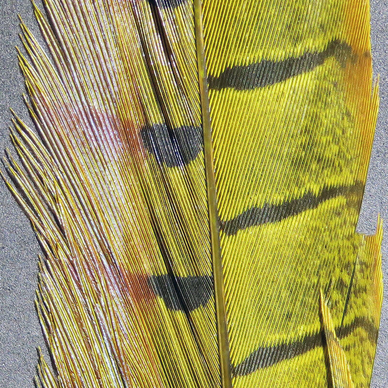 rpcp383