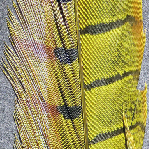 rpcp383
