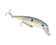sexy shad