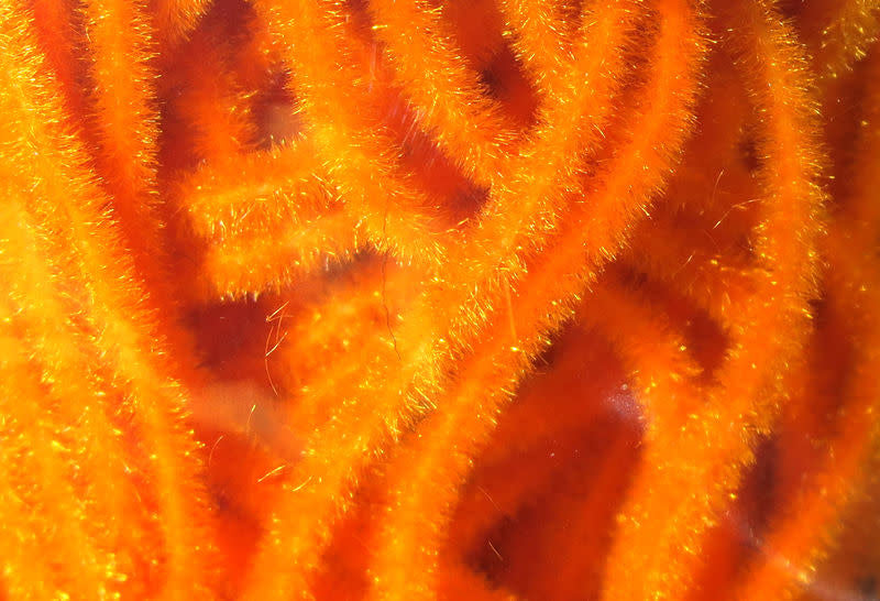 small fire orange