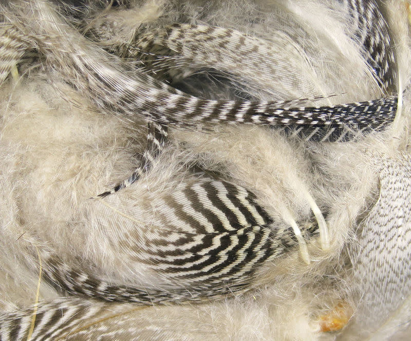 teal barred flank