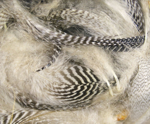teal barred flank