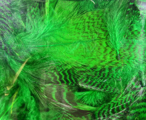 teal flank green