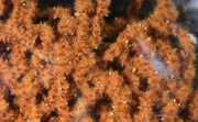 worm brown