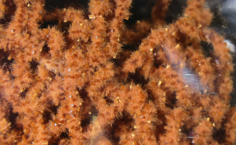 worm brown