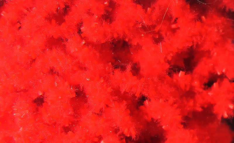 worm red