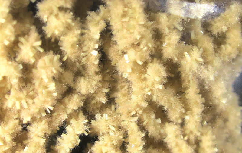 worm tan